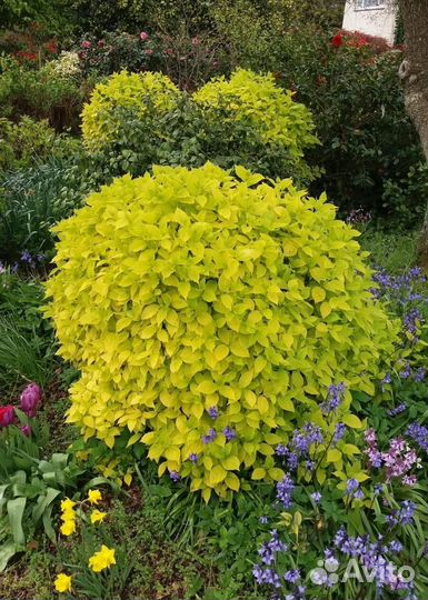 Чубушник махровый много сортов Воронеж