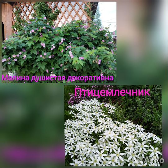 Многолетние цветы для сада