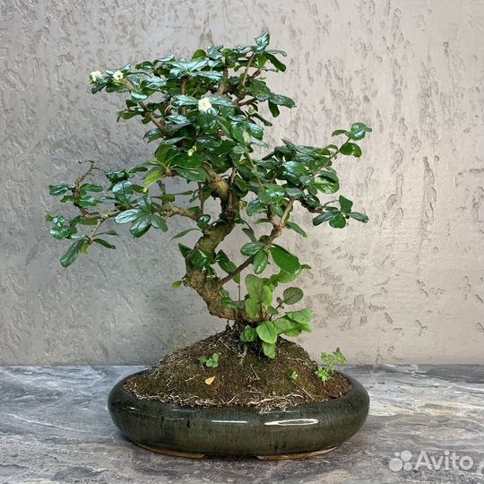 Дерево Бонсай - Кармона, цветущее дерево 16 лет