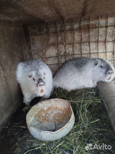 Нутрии на племя