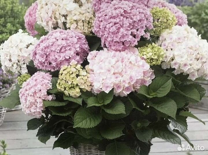 Гортензия крупнолистная