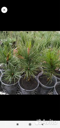 Кедр корейский,маньчжурской