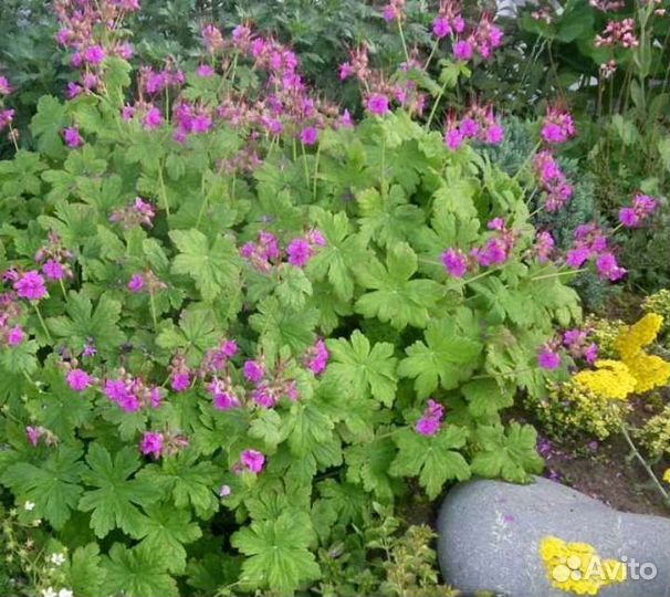 Стелющиеся растения, низкорослые