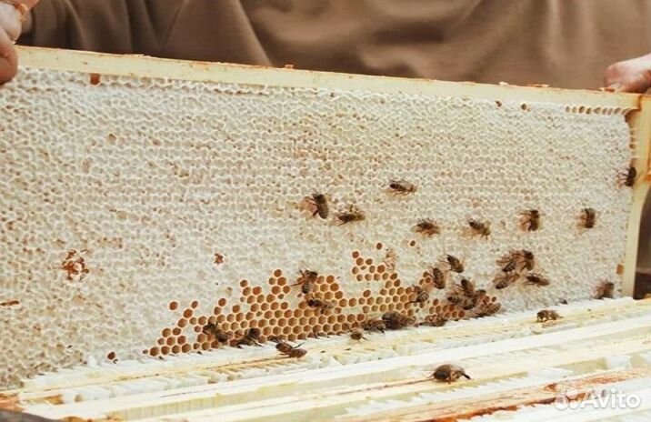 Мёд натуральный оптом