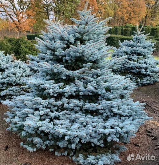 Ель голубая Глаука