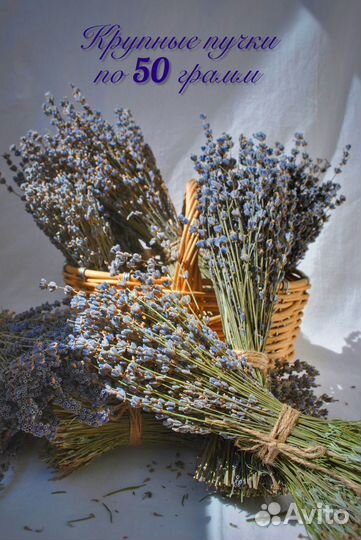 Лаванда Крымская