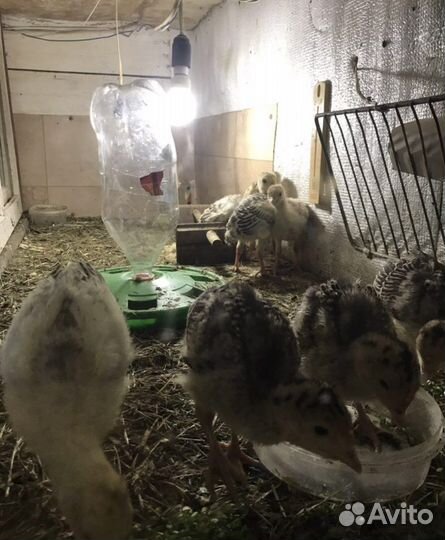 Индюки, индюшата, фазаны, фазанята