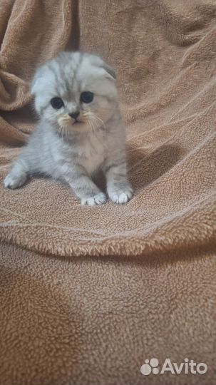 Вислоухие котята