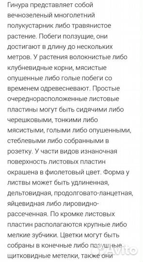 Гинура оранжевая (Синяя птица)