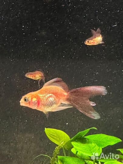 Золотая рыбка