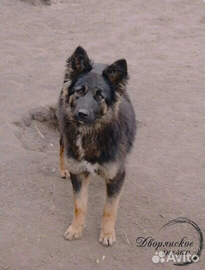 Собака Яшма