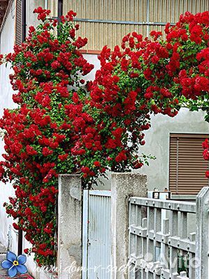 Розы Кустовая, Парковая, Плетущаяся