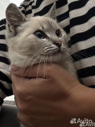 Отдам даром котенка девочку