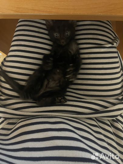 Бенгальский котенок