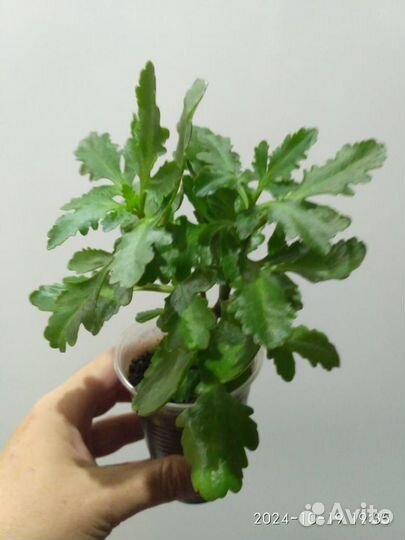 Каланхое цветущее