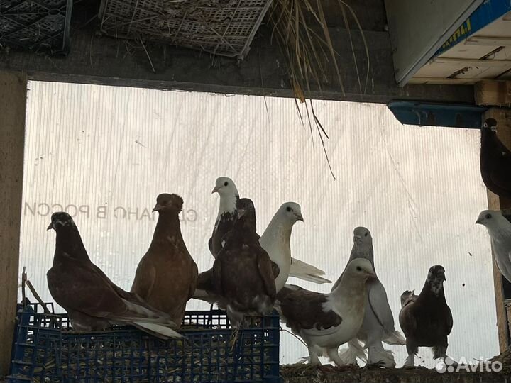 Продам голубей