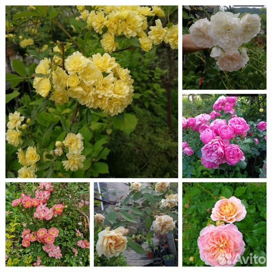 Безшипная Роза Бэнгаса и др