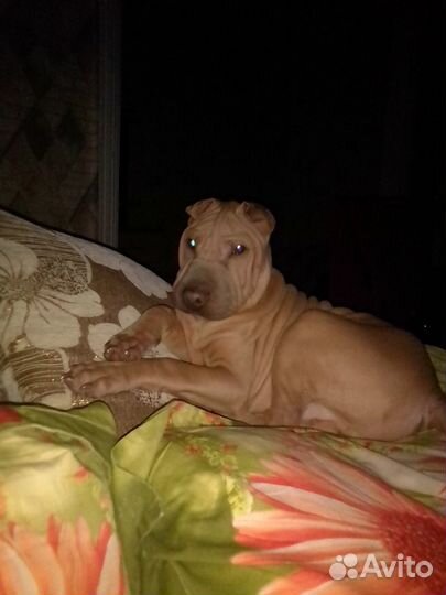 Шарпей в добрые руки