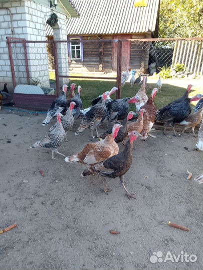 Домашние индейки