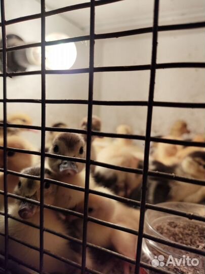 Индоутята, гусята