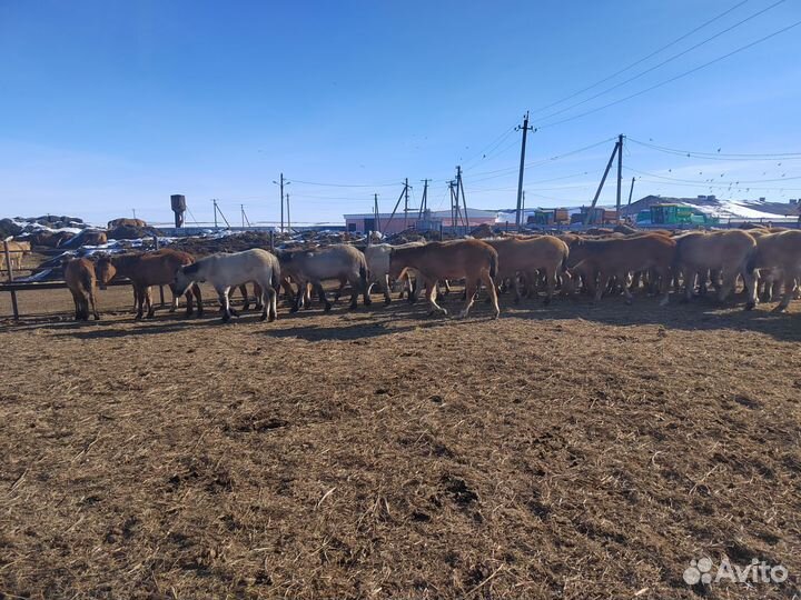 Кобылки 2023 года