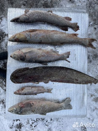 Рыба Дальневосточная