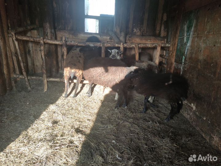 Баран, овцы, телка