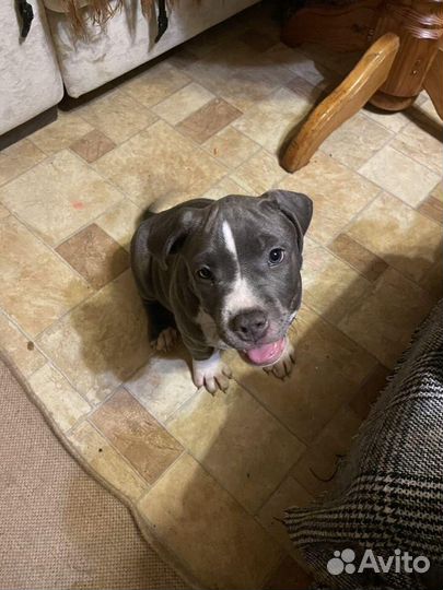 Щенки американского булли