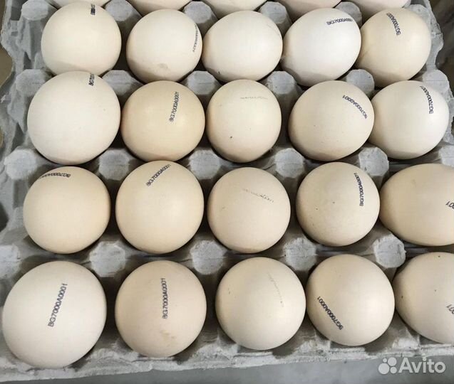 Яйцо бройлера Кобб 500 Росс 308 Словакия