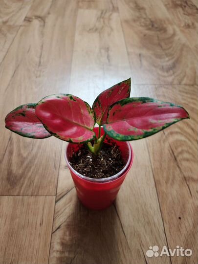 Аглаонема Черри беби