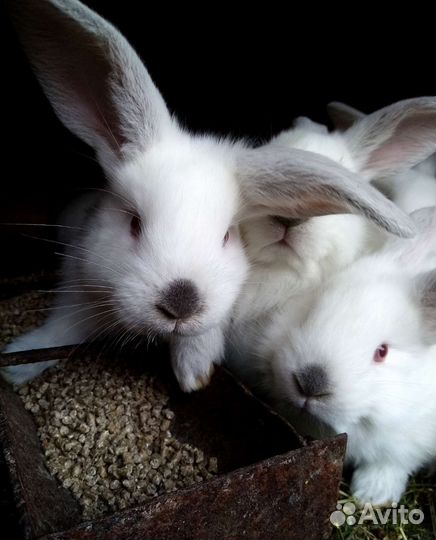 Кролики,в год кролика