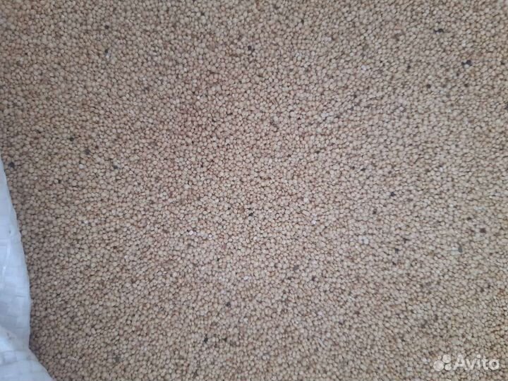 Семена Амаранта