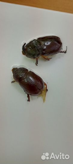 Жук носорог сладкая парочка цена за двоих