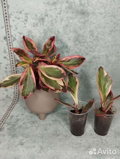 Пеперомия клузиелистная