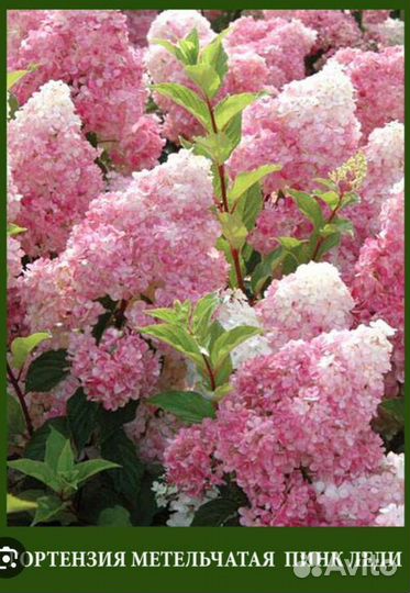 Гортензия метельчатая Пинк Леди