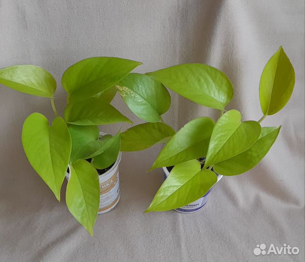 Комнатные цветы