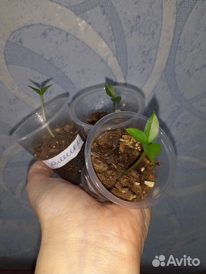 Замиокулькас zamicro