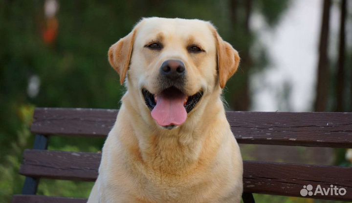 Кобель лабрадора вязка