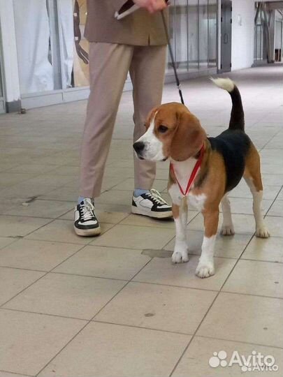 Вязка кобель бигль