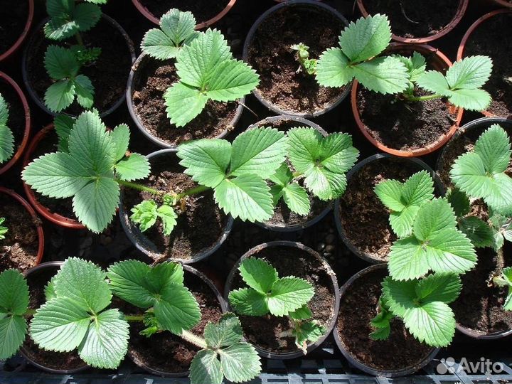 Продается рассада клубники альба и азия