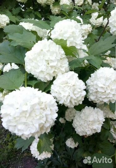 Калина бульдонеж