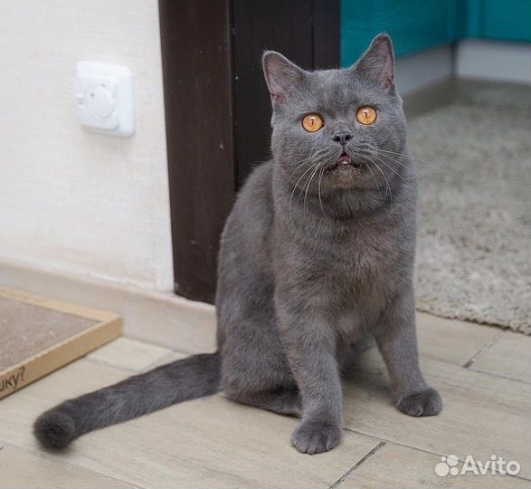 Коржик - шикарный парень в поисках настоящего дома