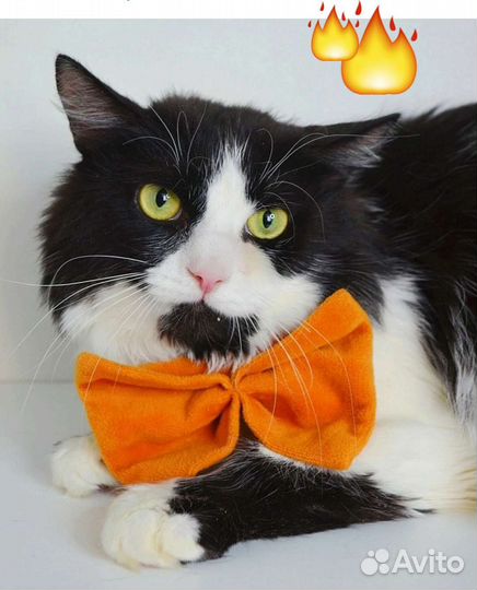 Шикарный котик мечтает о доме