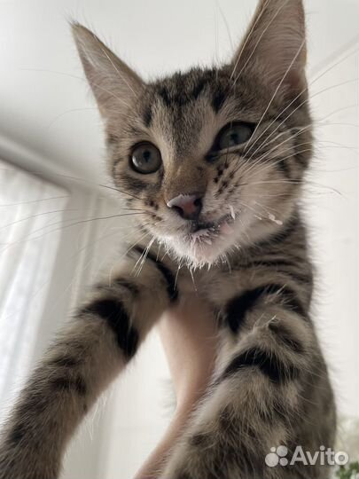 Кот мальчик