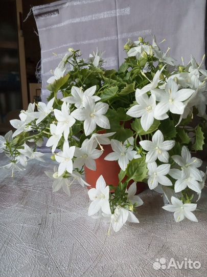 Кампанула (невеста)