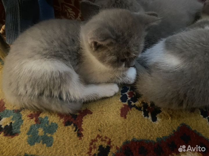 Шотландские котята