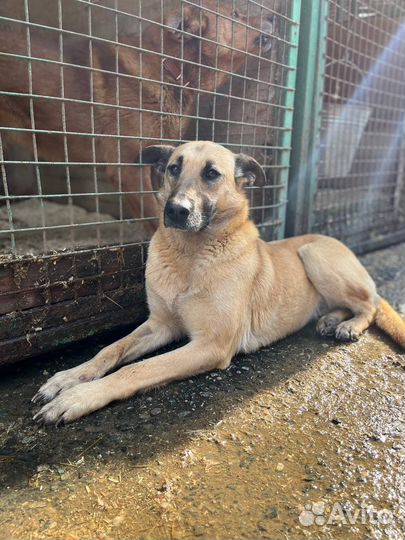 Верная подруга ждет тебя в приюте