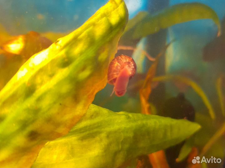 Улитки аквариумные