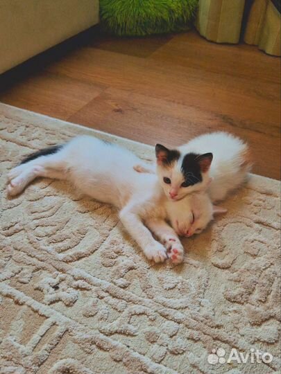 Ласковые котята в добрые руки