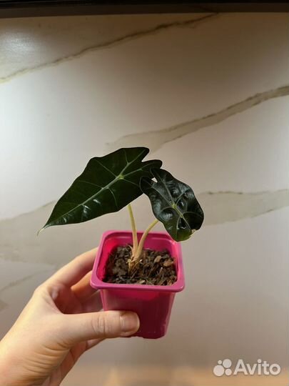 Алоказия полли